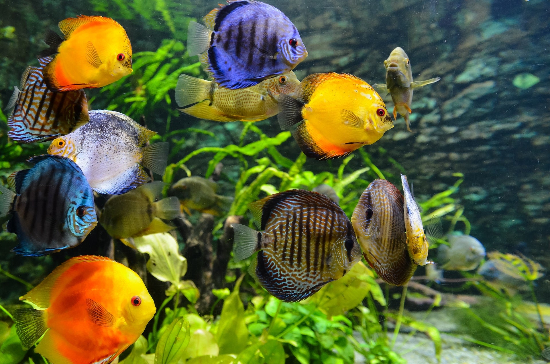 Tropical Aquariums: Creating and Maintaining a Thriving Freshwater Aquarium - Perfect Aquatics Ltd