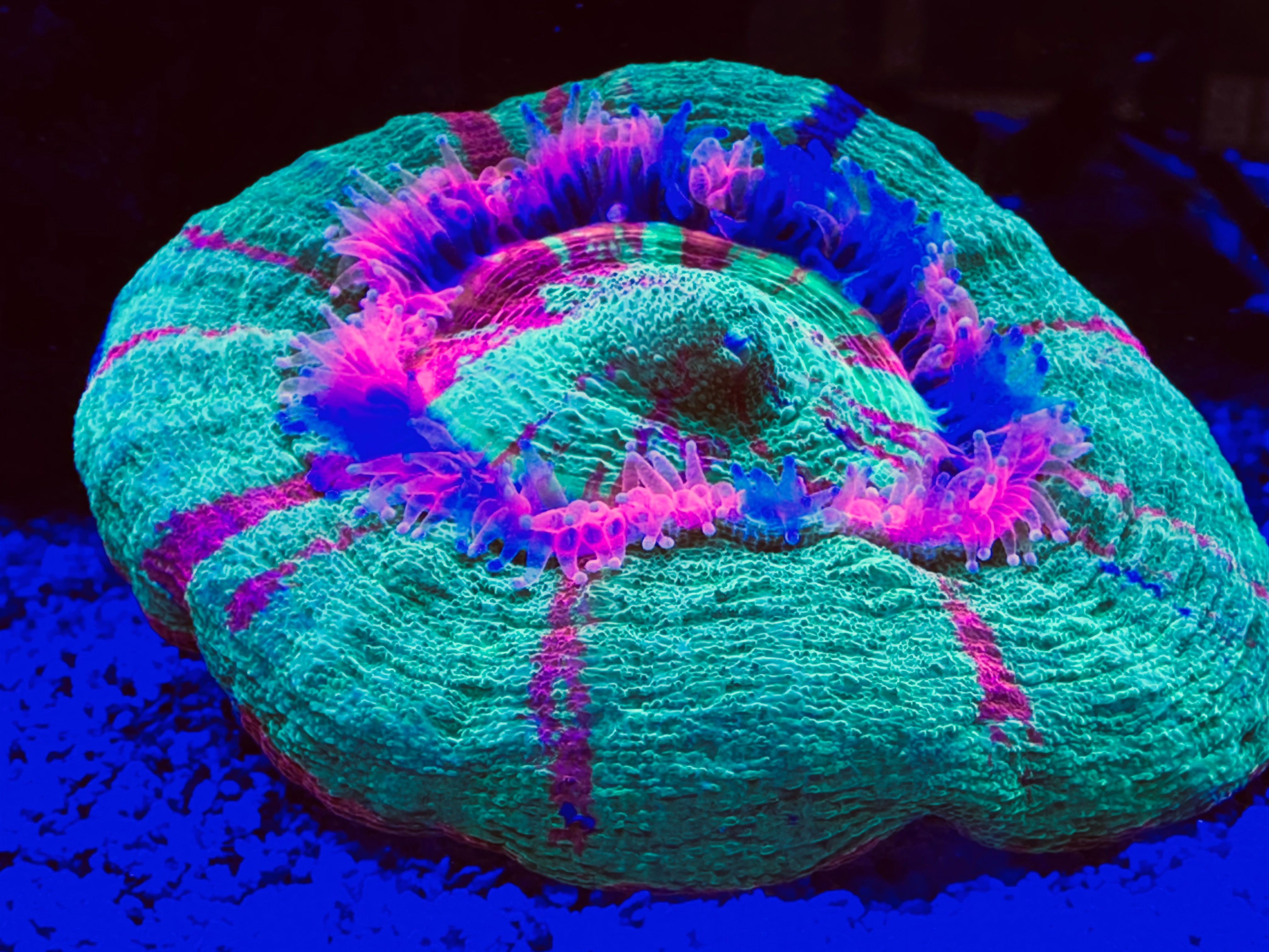 WYSIWYG Coral