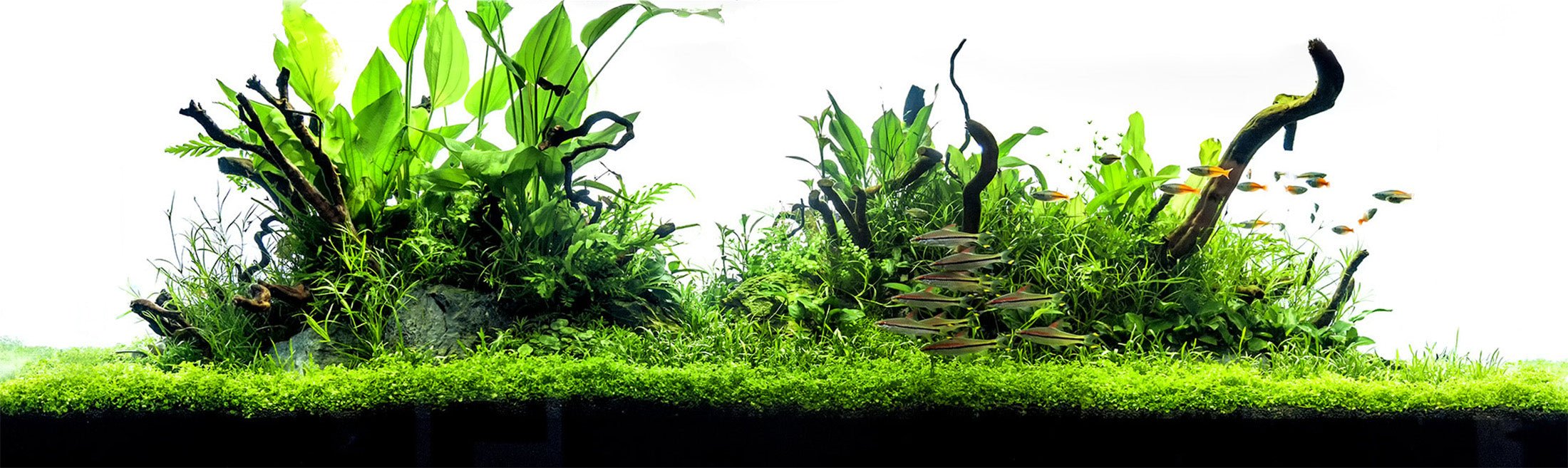 D-D Aqua Pro Aquascaper - Perfect Aquatics Ltd