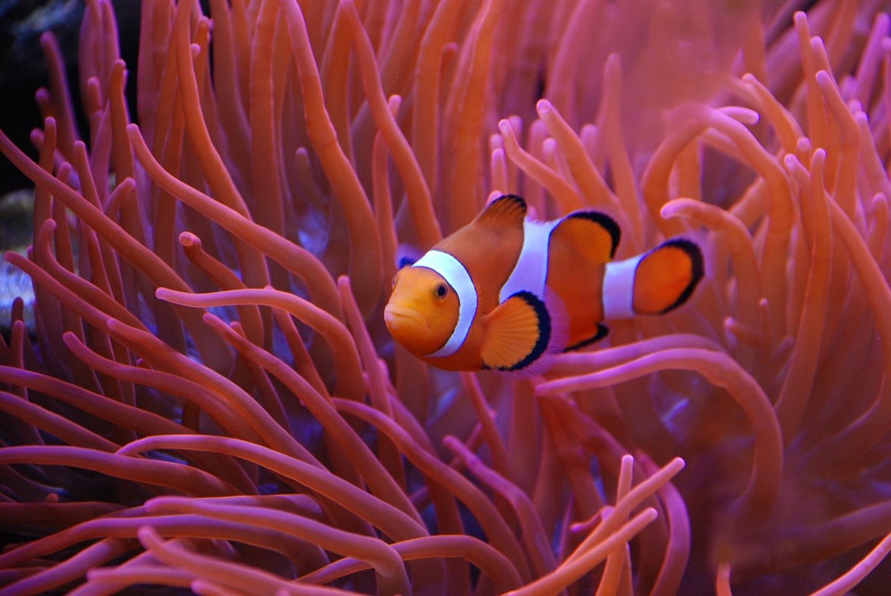 Marine Conditioning & Treatments - Perfect Aquatics Ltd