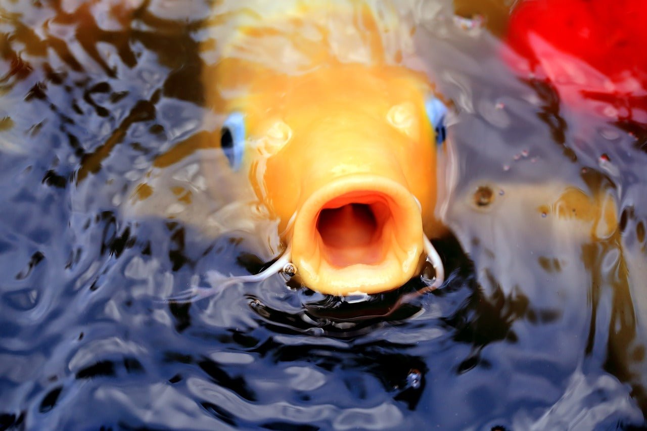 Pond Heaters - Perfect Aquatics Ltd