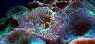 Fragging - Perfect Aquatics Ltd