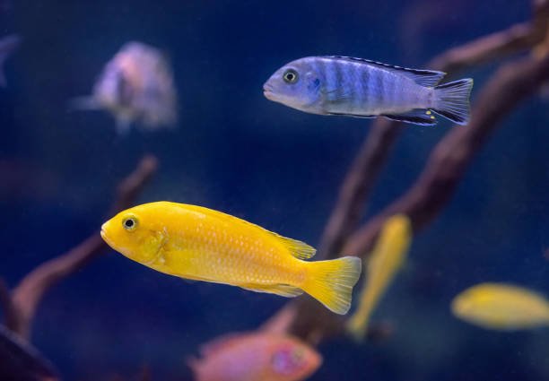 Food Accessories - Perfect Aquatics Ltd