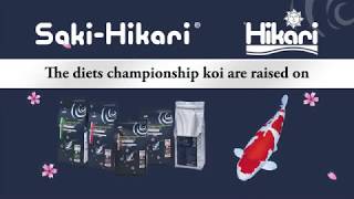 Saki Hikari - Perfect Aquatics Ltd