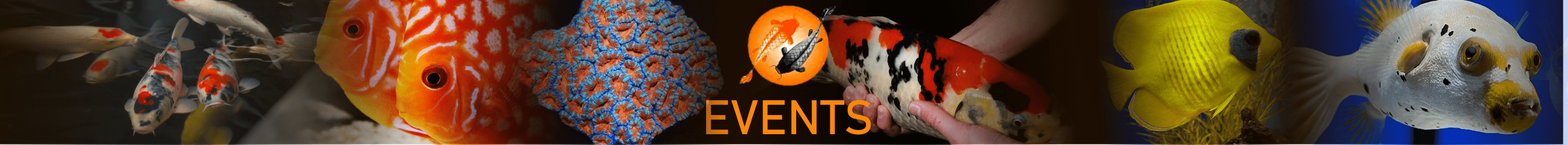 Events - Perfect Aquatics Ltd