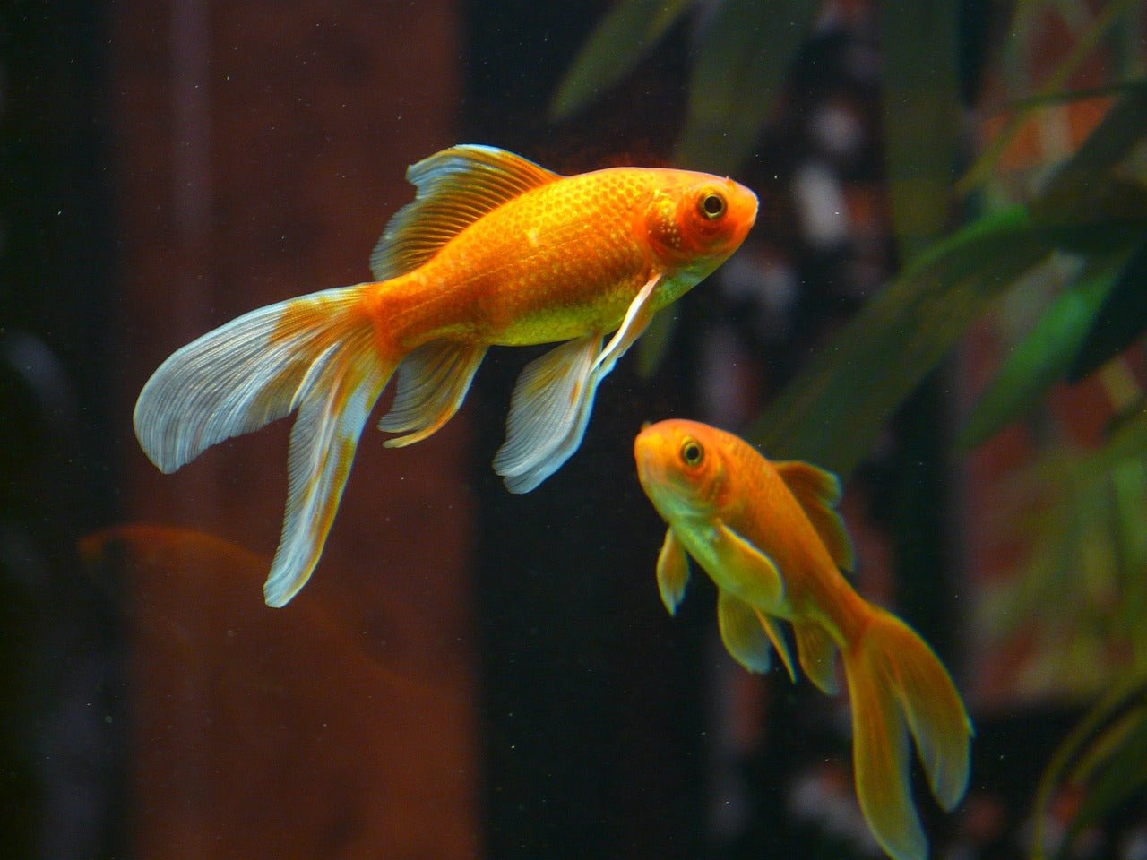 Coldwater Fish - Perfect Aquatics Ltd