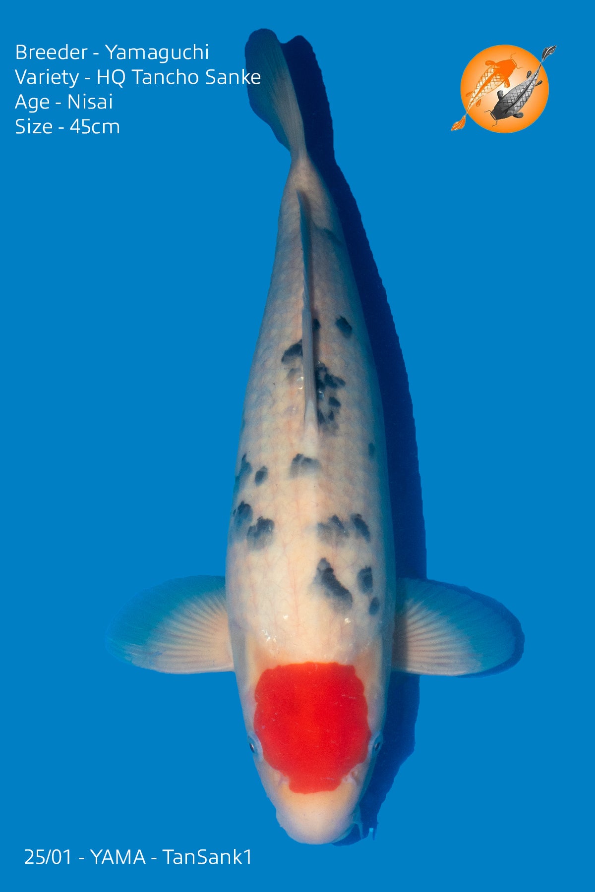 Yamaguchi - HQ Tancho Sanke - Nisai - 45cm - Perfect Aquatics Ltd