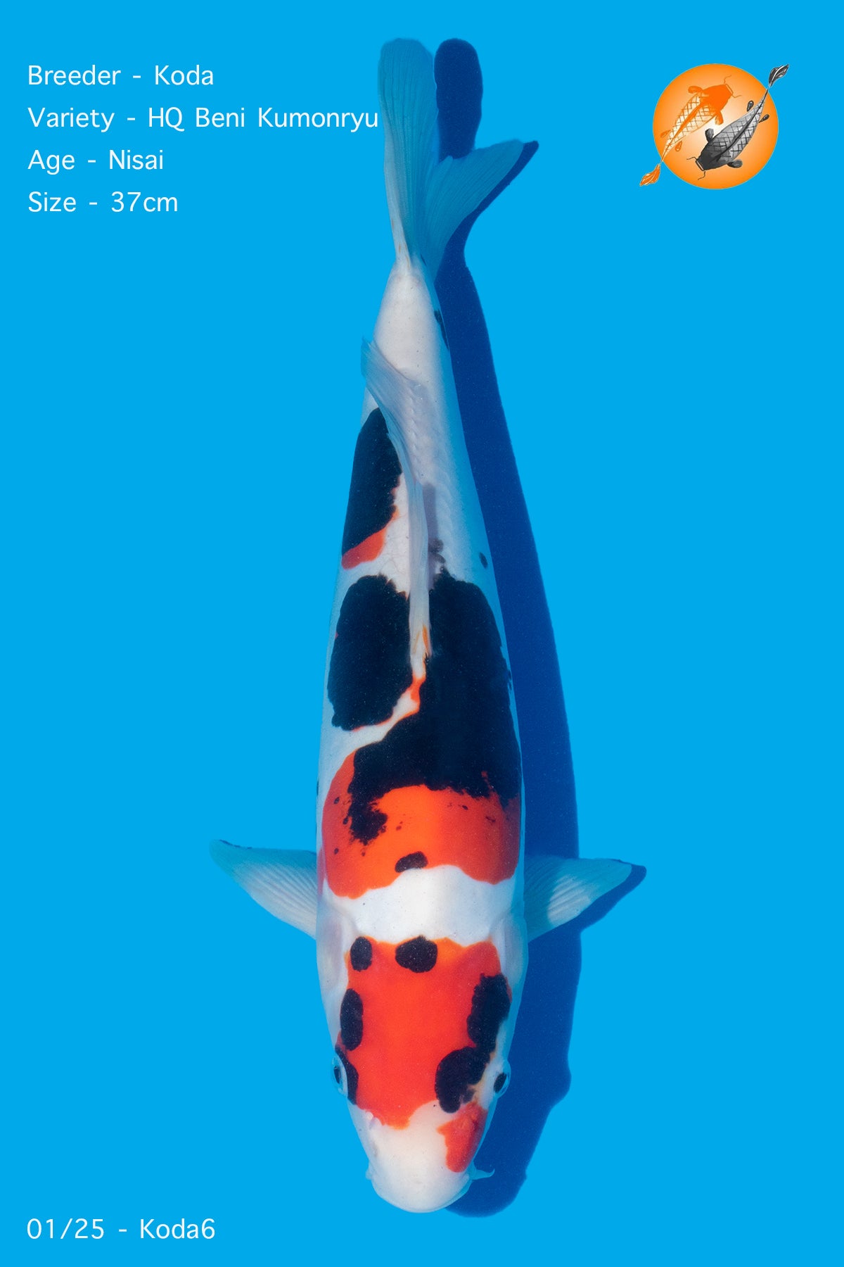 Koda - HQ Beni Kumonryu - Nisai - 37cm - Perfect Aquatics Ltd