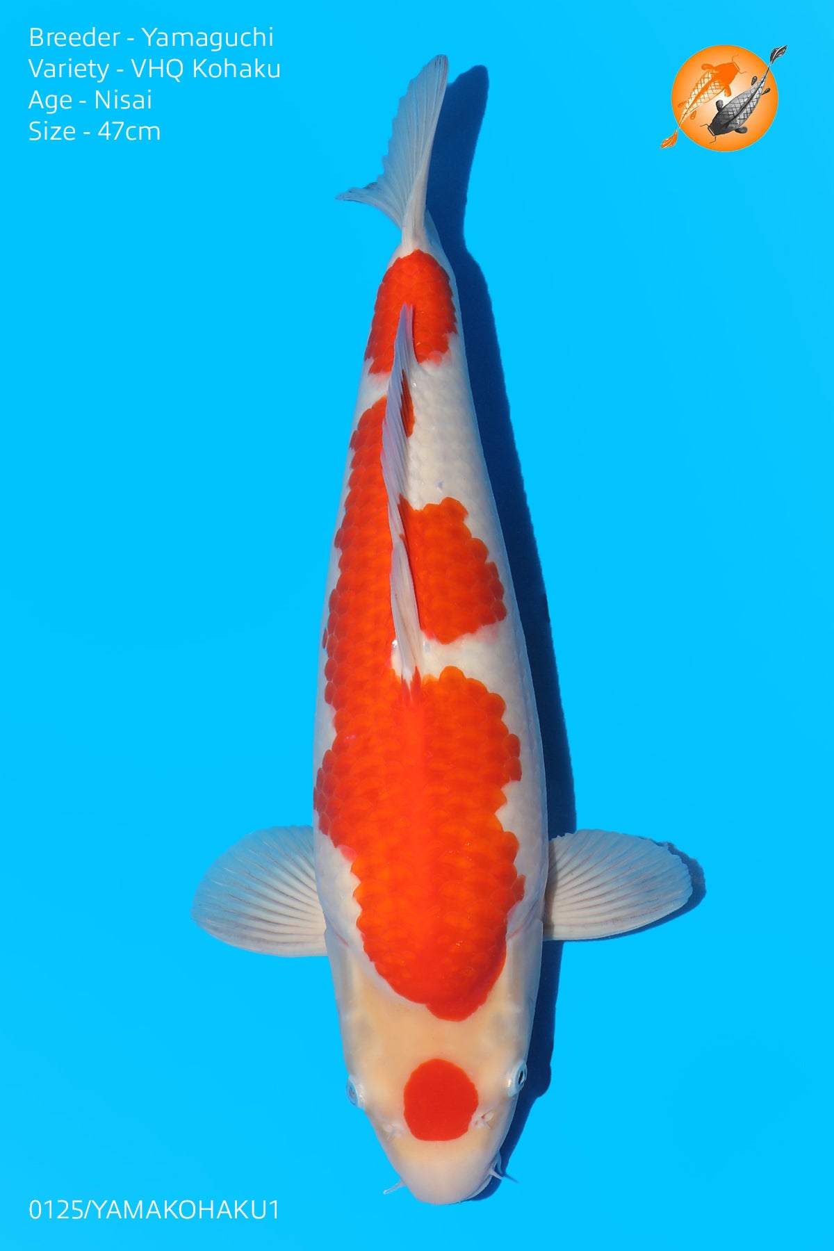 Yamaguchi - Very High Quality Kohaku - Nisai - 47cm - Perfect Aquatics Ltd