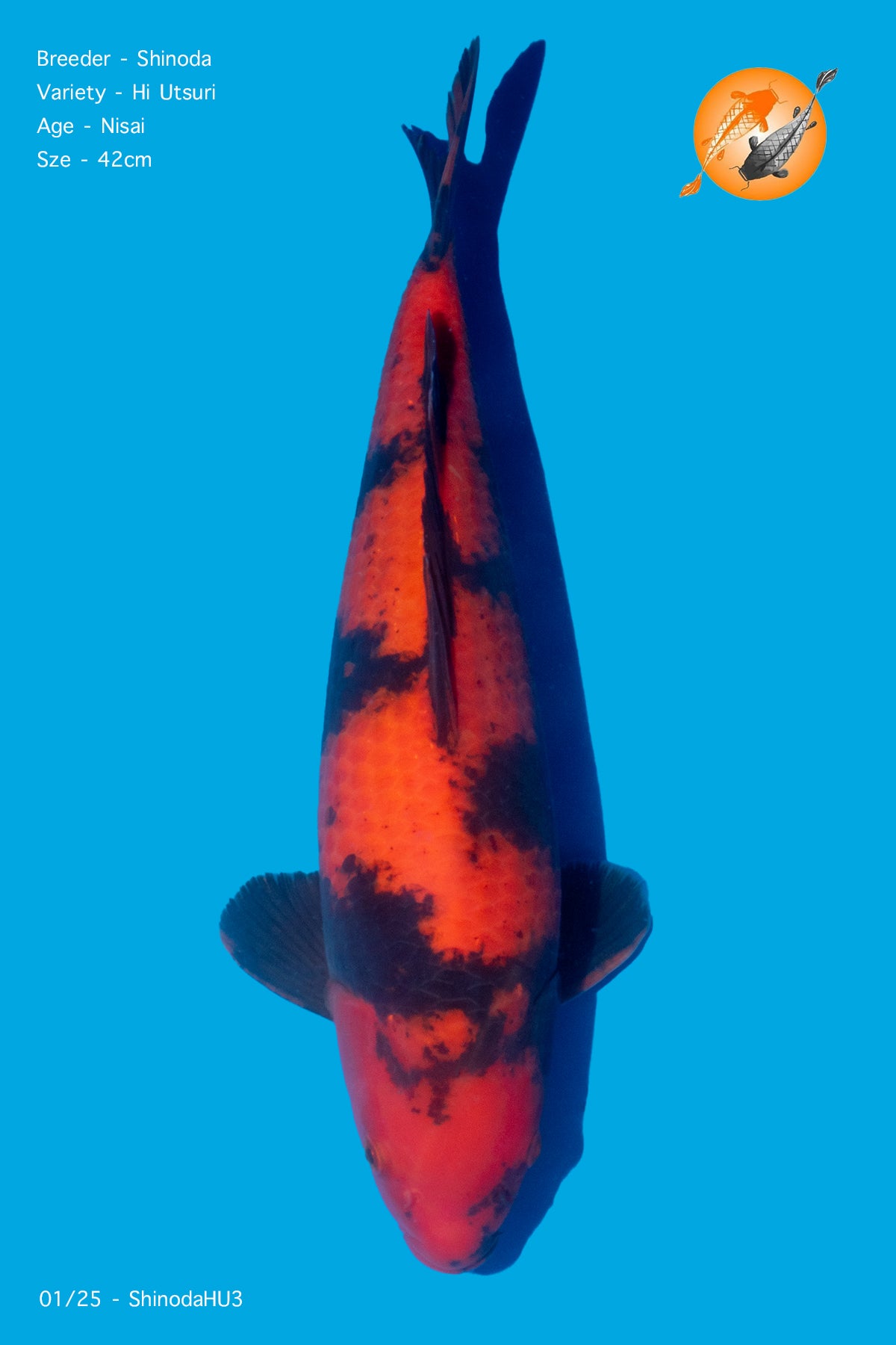Hi Utsuri - Shinoda - Nisai - 42cm - Perfect Aquatics Ltd