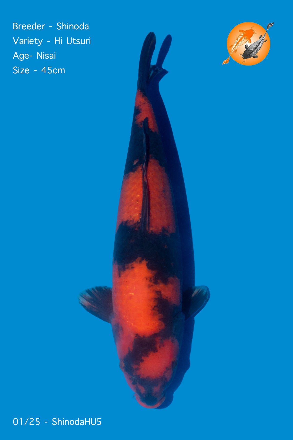 Hi Utsuri - Shinoda - Hi Utsuri - 45cm - ShinodaHU5 - Perfect Aquatics Ltd
