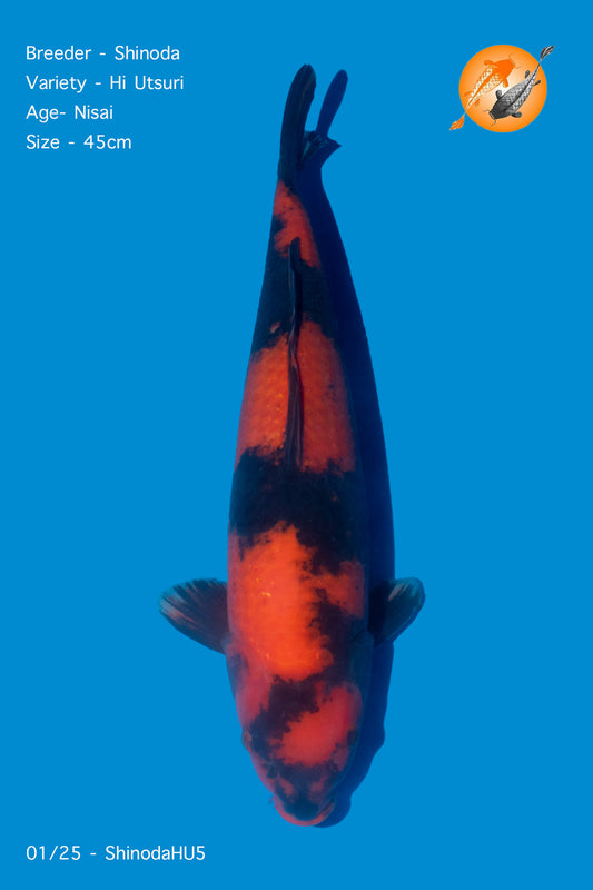 Hi Utsuri - Shinoda - Hi Utsuri - 45cm - ShinodaHU5 - Perfect Aquatics Ltd