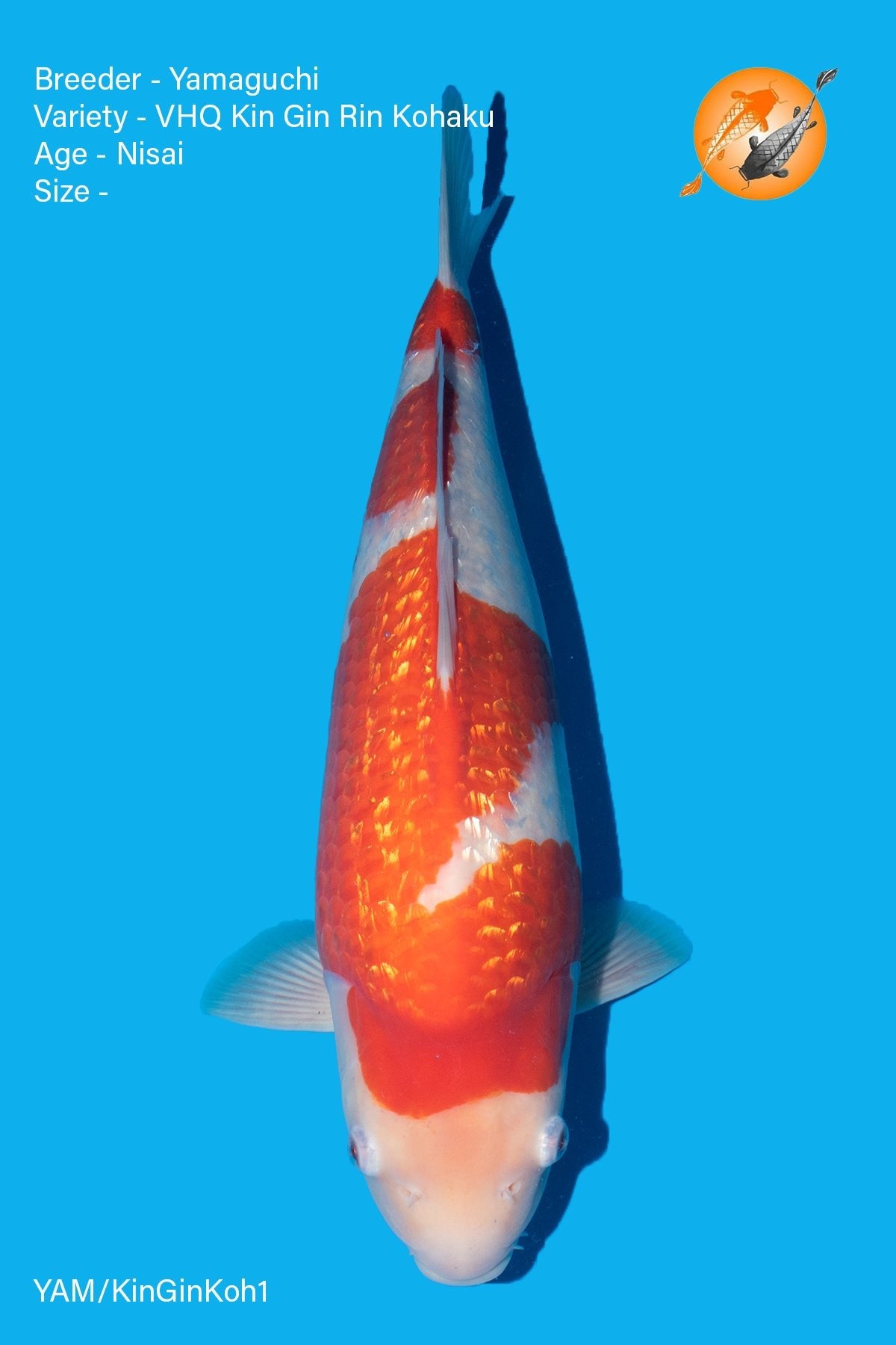 Yamaguchi - VHQ Gin Rin Kohaku - Nisai - TBC - Perfect Aquatics Ltd