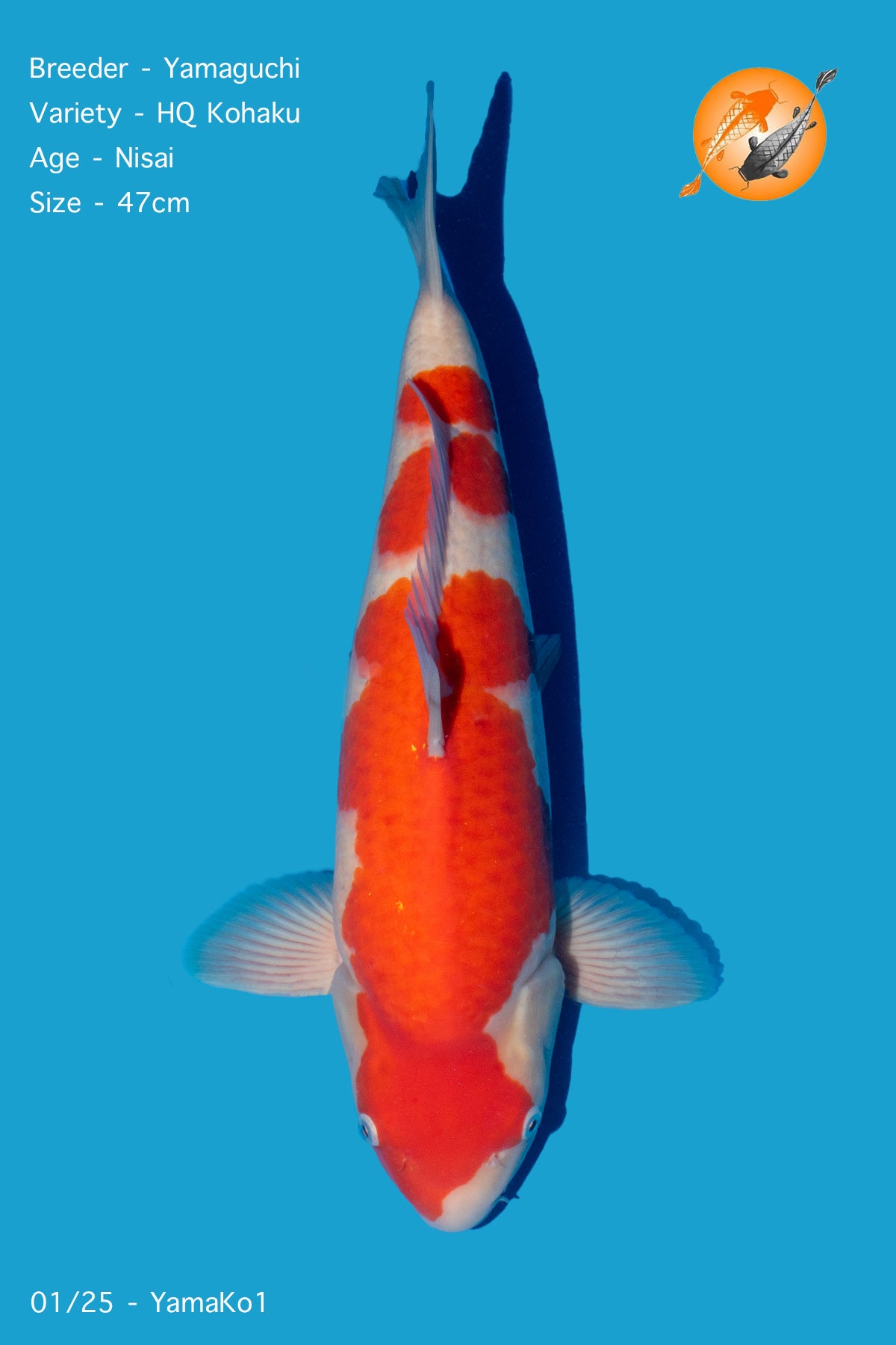 Yamaguchi - HQ Kohaku - Nisai - 47cm - Perfect Aquatics Ltd