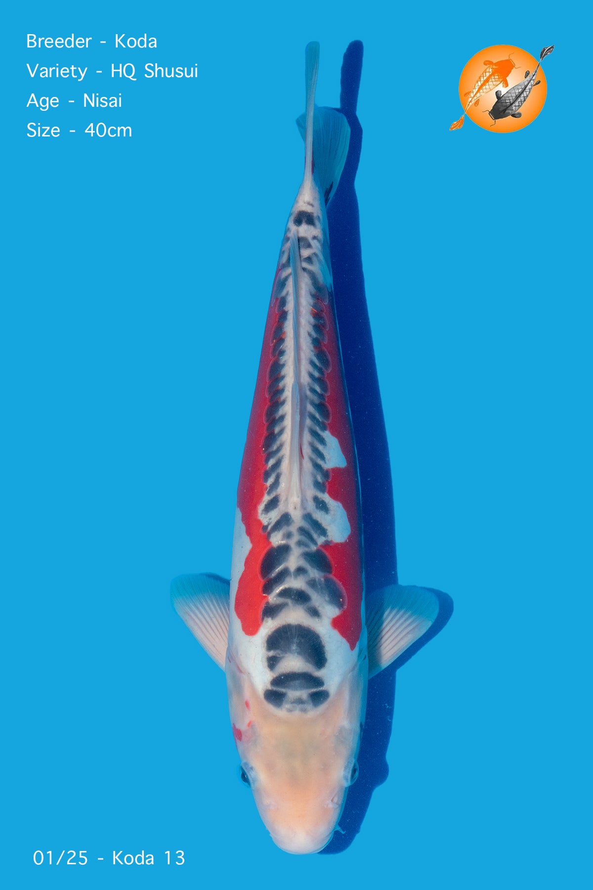 Koda - Shusui - Nisai - 40cm - Perfect Aquatics Ltd