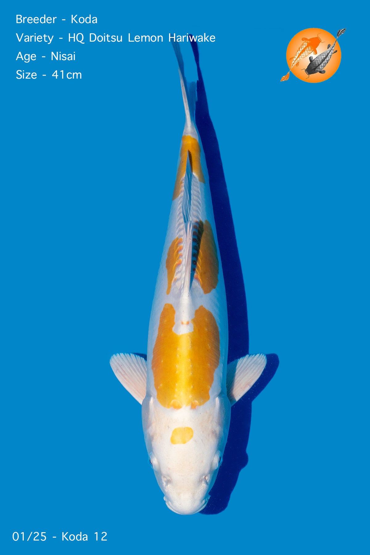 Koda - Doitsu Lemon Hariwake - 41cm - Perfect Aquatics Ltd
