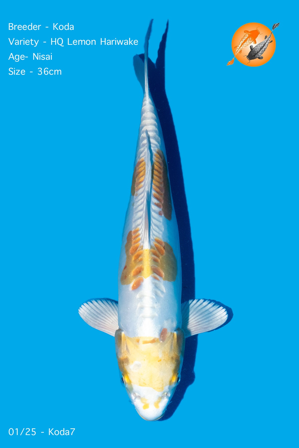 Koda - HQ Lemon Hariwake - Nisai - 36cm - Perfect Aquatics Ltd
