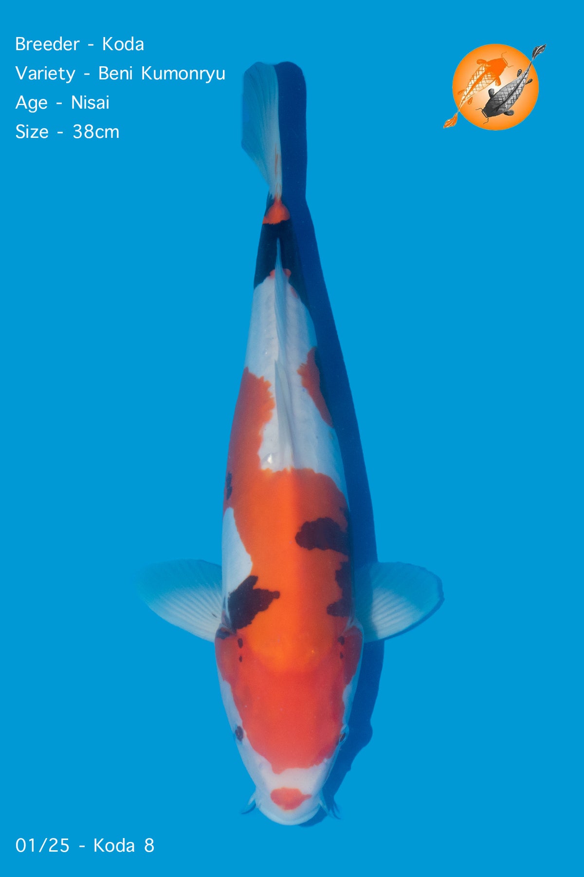 Koda - Beni Kumonryu - Nisai - 38cm - Perfect Aquatics Ltd
