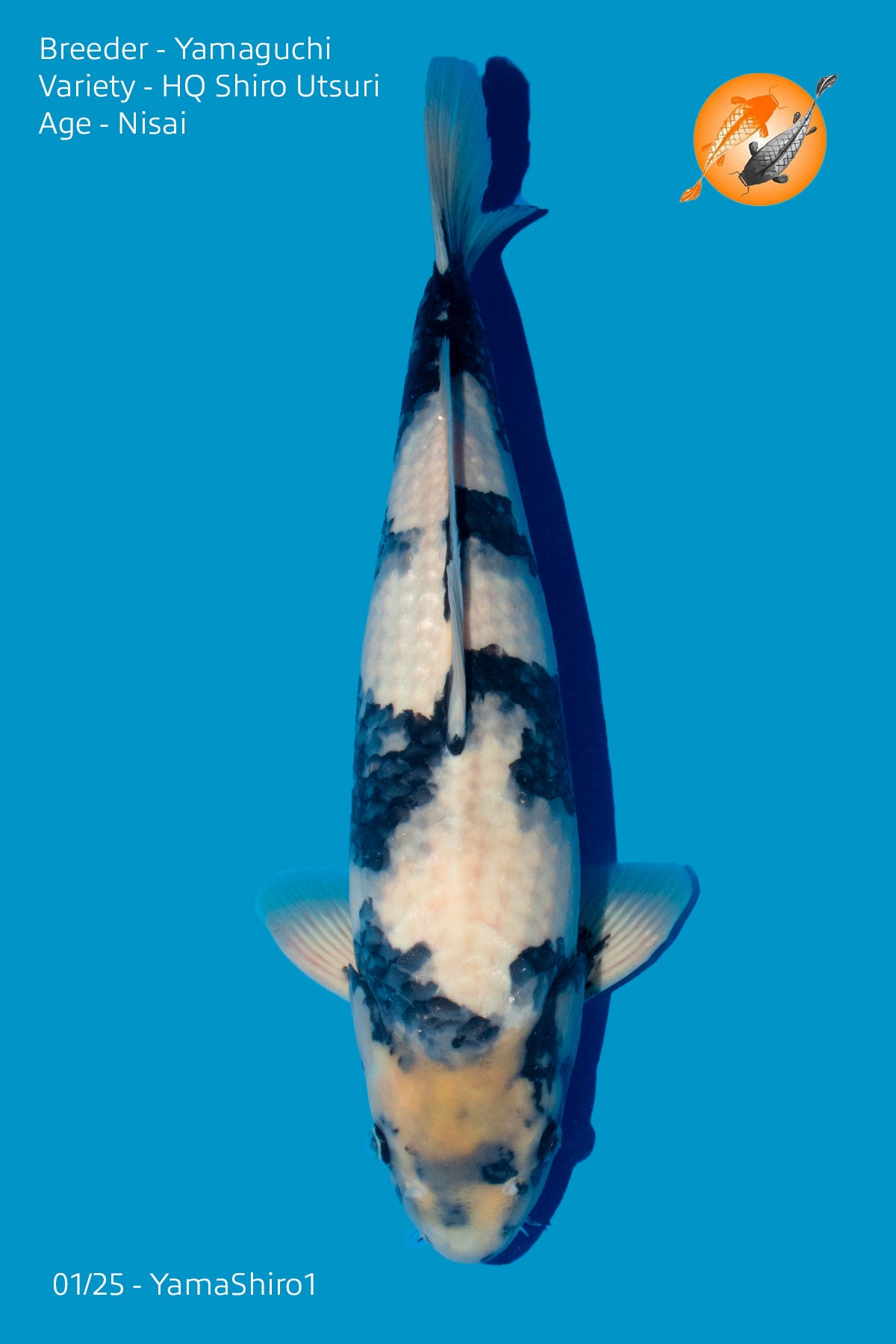 Yamaguchi - High Quality Shiro Utsuri - Nisai - Perfect Aquatics Ltd