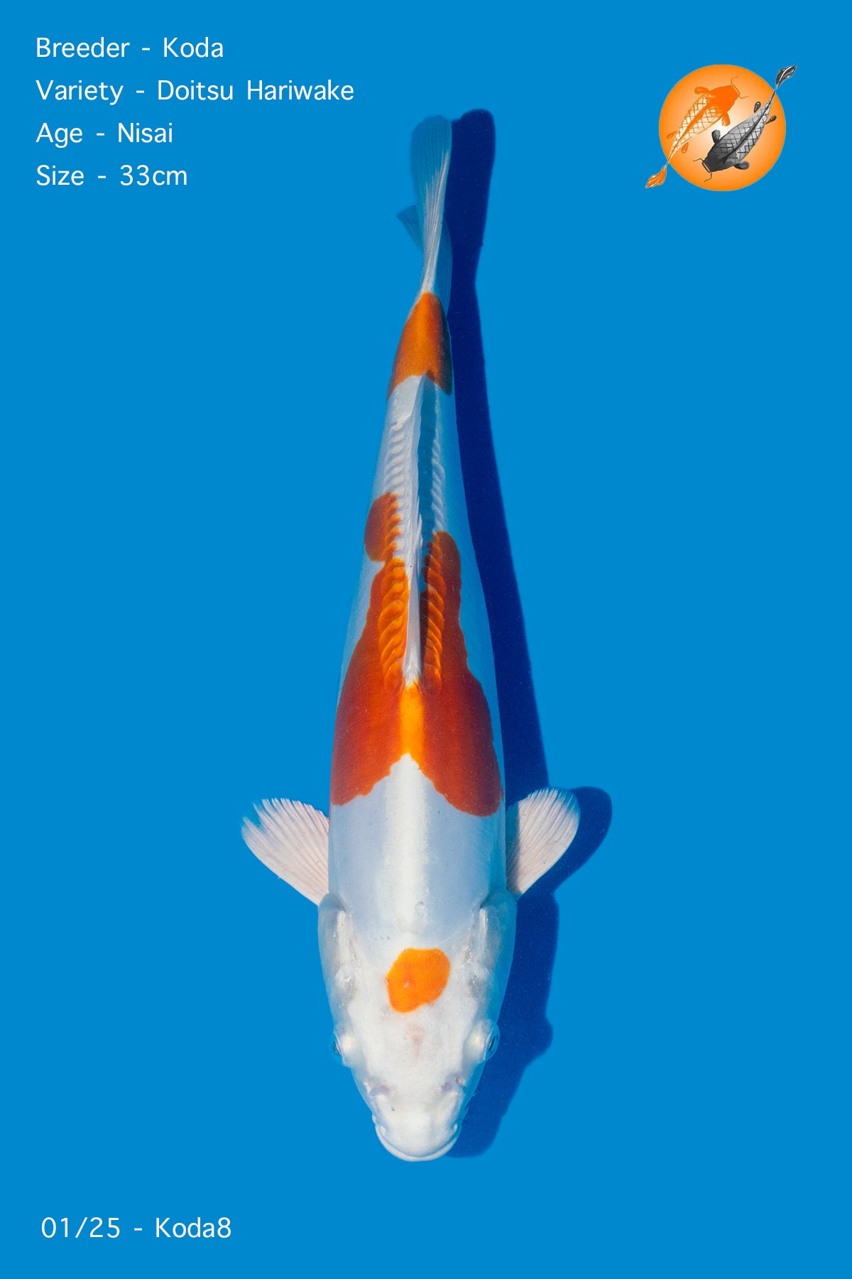 Koda - Doitsu Hariwake - Nisai - 33cm - Perfect Aquatics Ltd