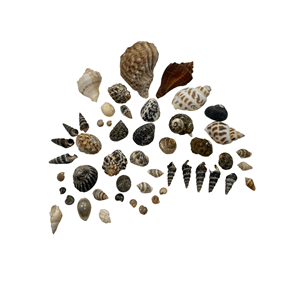 Aquascene Mixed Shells Pack of 20 - Perfect Aquatics Ltd