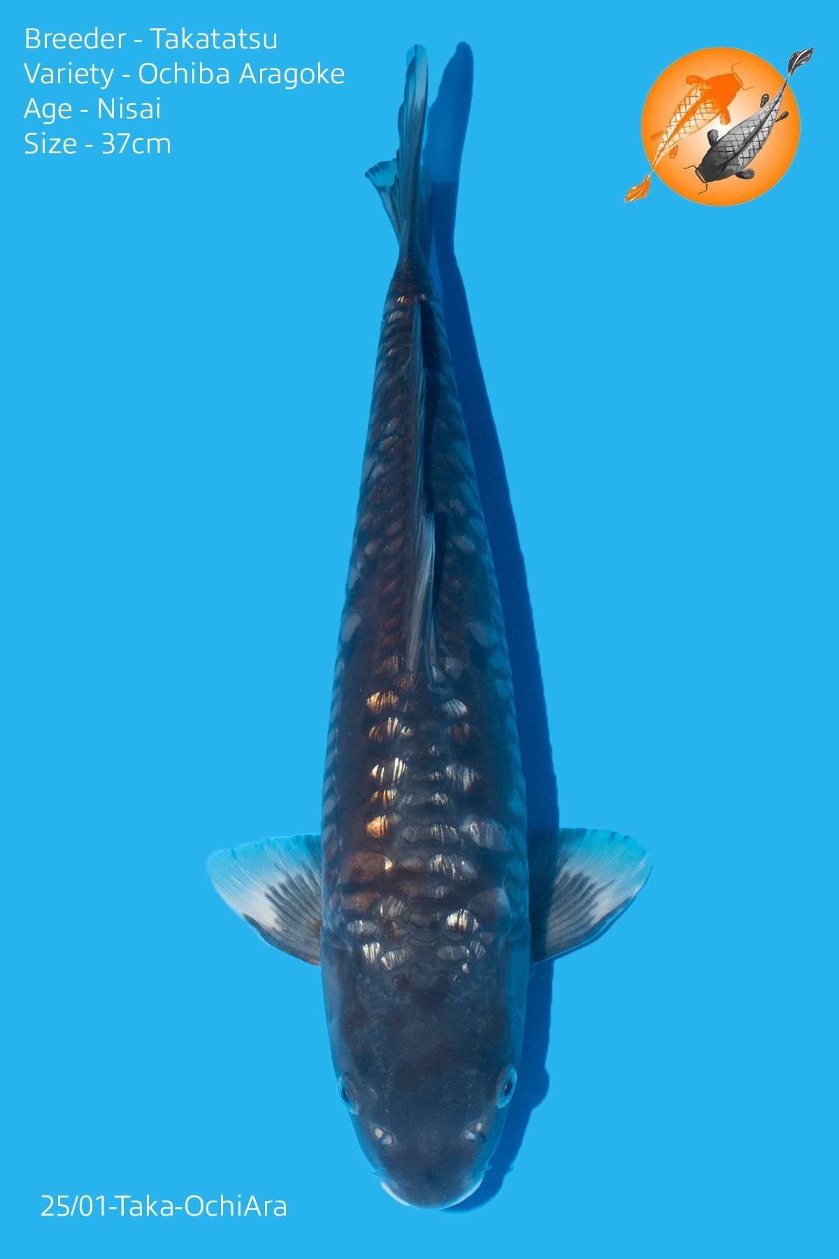 Ochiba Aragoke - Takatatsu - Nisai - 37cm - Perfect Aquatics Ltd