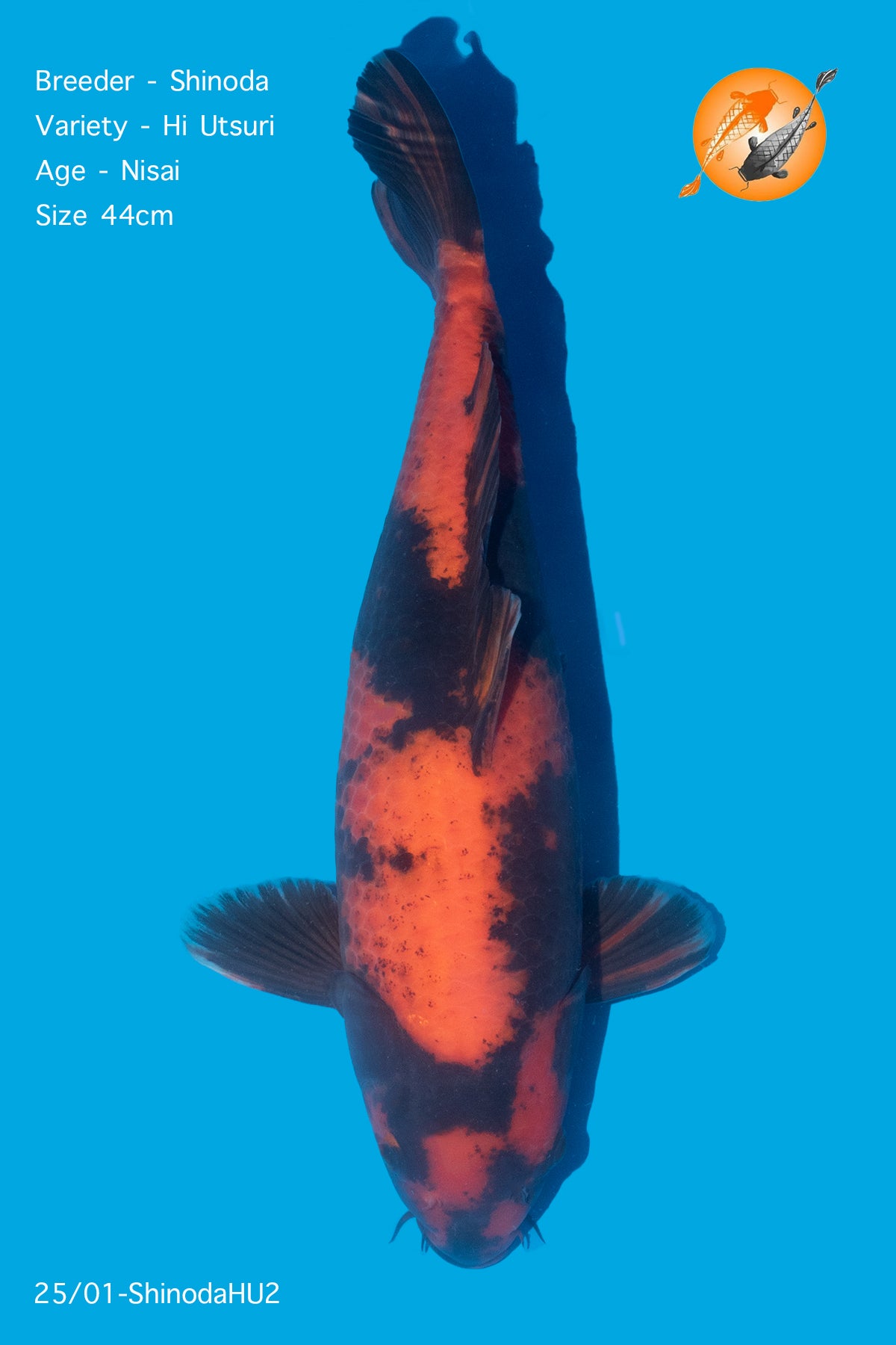 Hi Utsuri - Shinoda - Nisai - 44cm - Perfect Aquatics Ltd