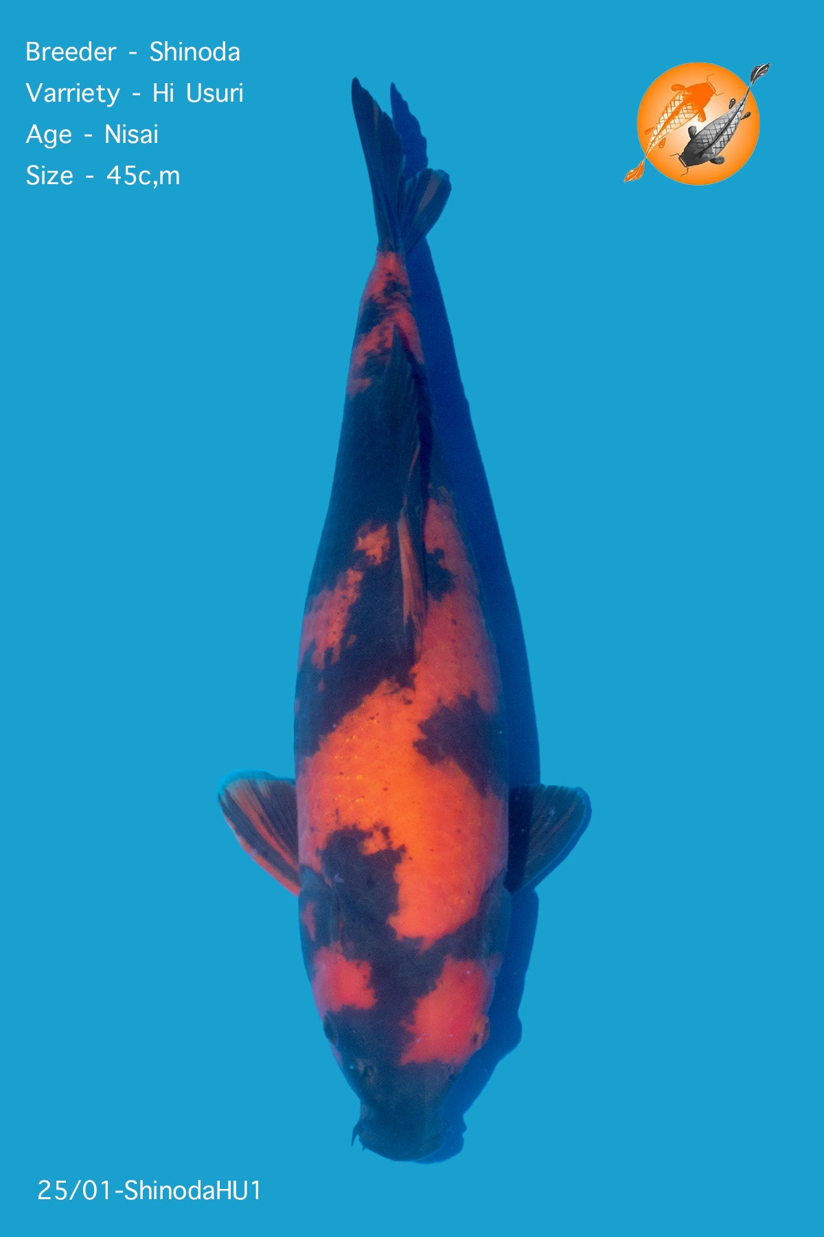 Hi Utsuri - Shinoda - Nisai - 45cm - ShinodaHU1 - Perfect Aquatics Ltd