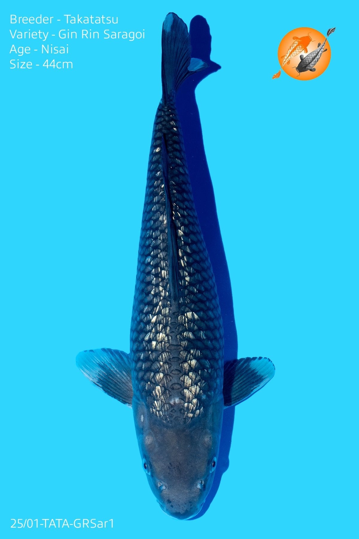 High Quality - Gin Rin Soragoi - Tatatatsu - Nisai - 44cm - Perfect Aquatics Ltd