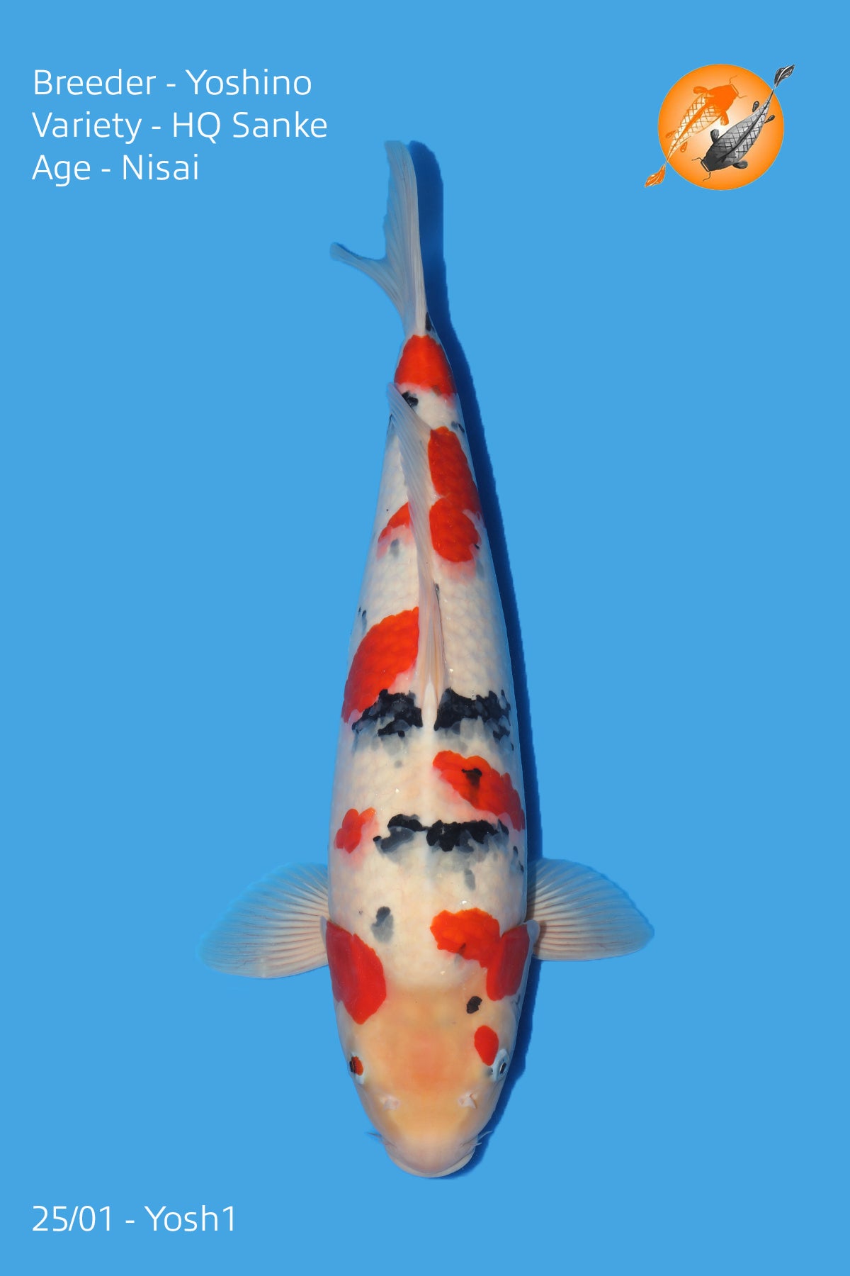 High Quality Sanke - Yoshino - Nisai - 50cm - Perfect Aquatics Ltd