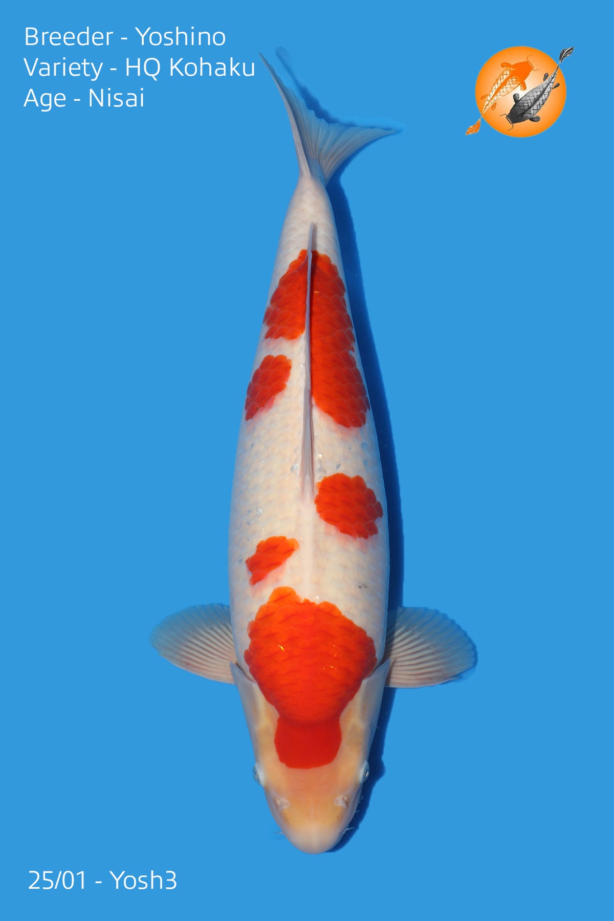 High Quallity Kohaku - Yoshino - Nisai - 55cm - Perfect Aquatics Ltd