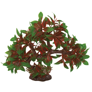 Hugo Bonsai Spring 23Cm - Perfect Aquatics Ltd
