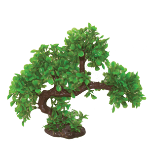 Hugo Bonsai Summer 23Cm - Perfect Aquatics Ltd