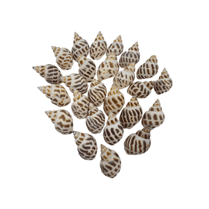 Aquascene Shells Type 7 100G - Perfect Aquatics Ltd