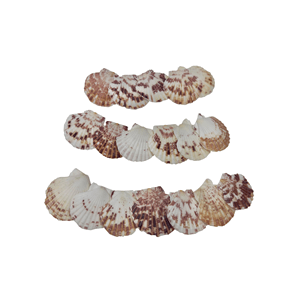 Aquascene Shells Type 9 100G - Perfect Aquatics Ltd