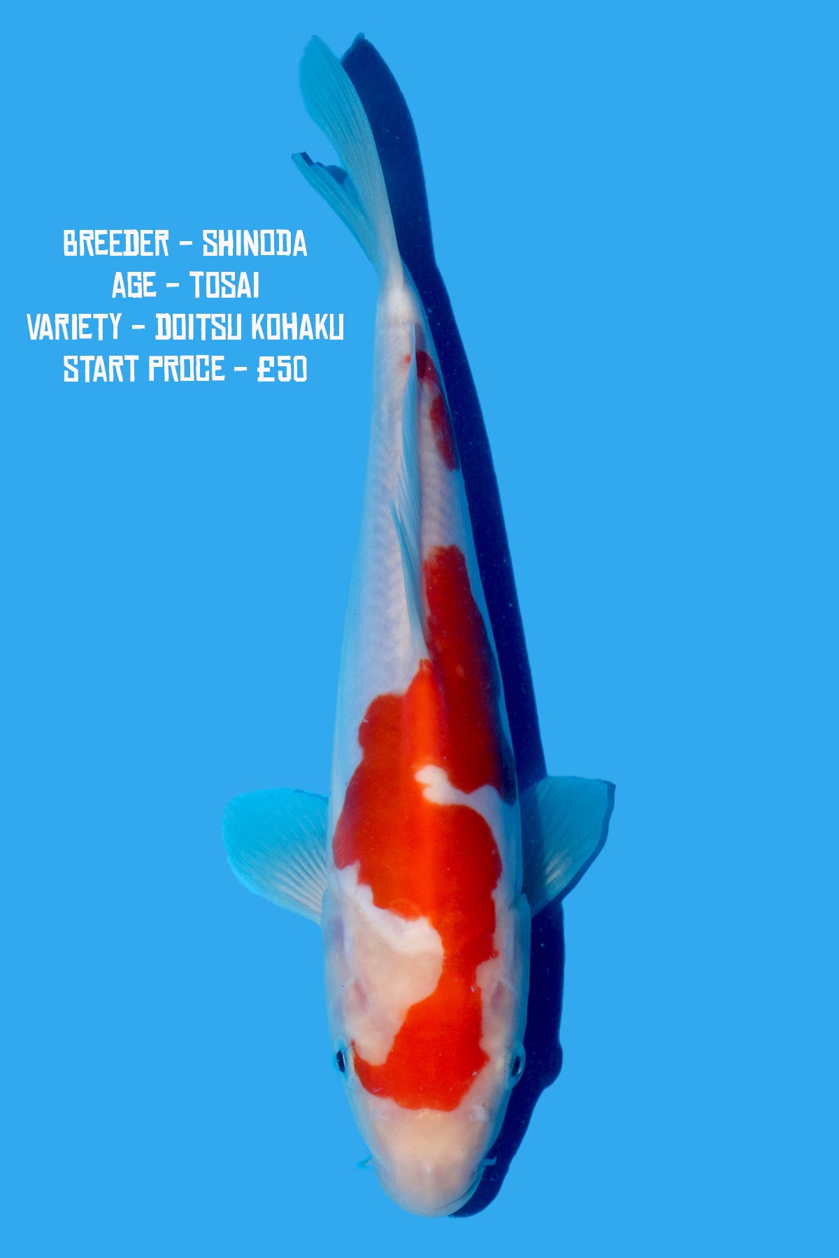 Shinoda - Doitsu Kohaku - Perfect Aquatics Ltd