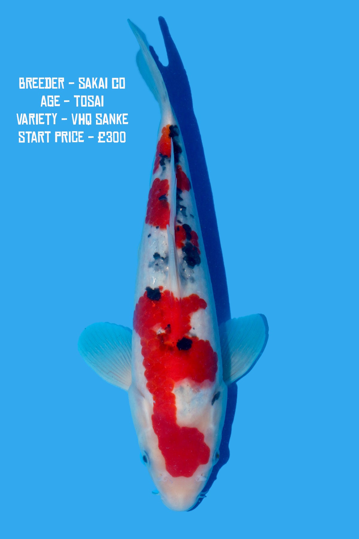 Sakai Co - VHQ Sanke - Perfect Aquatics Ltd