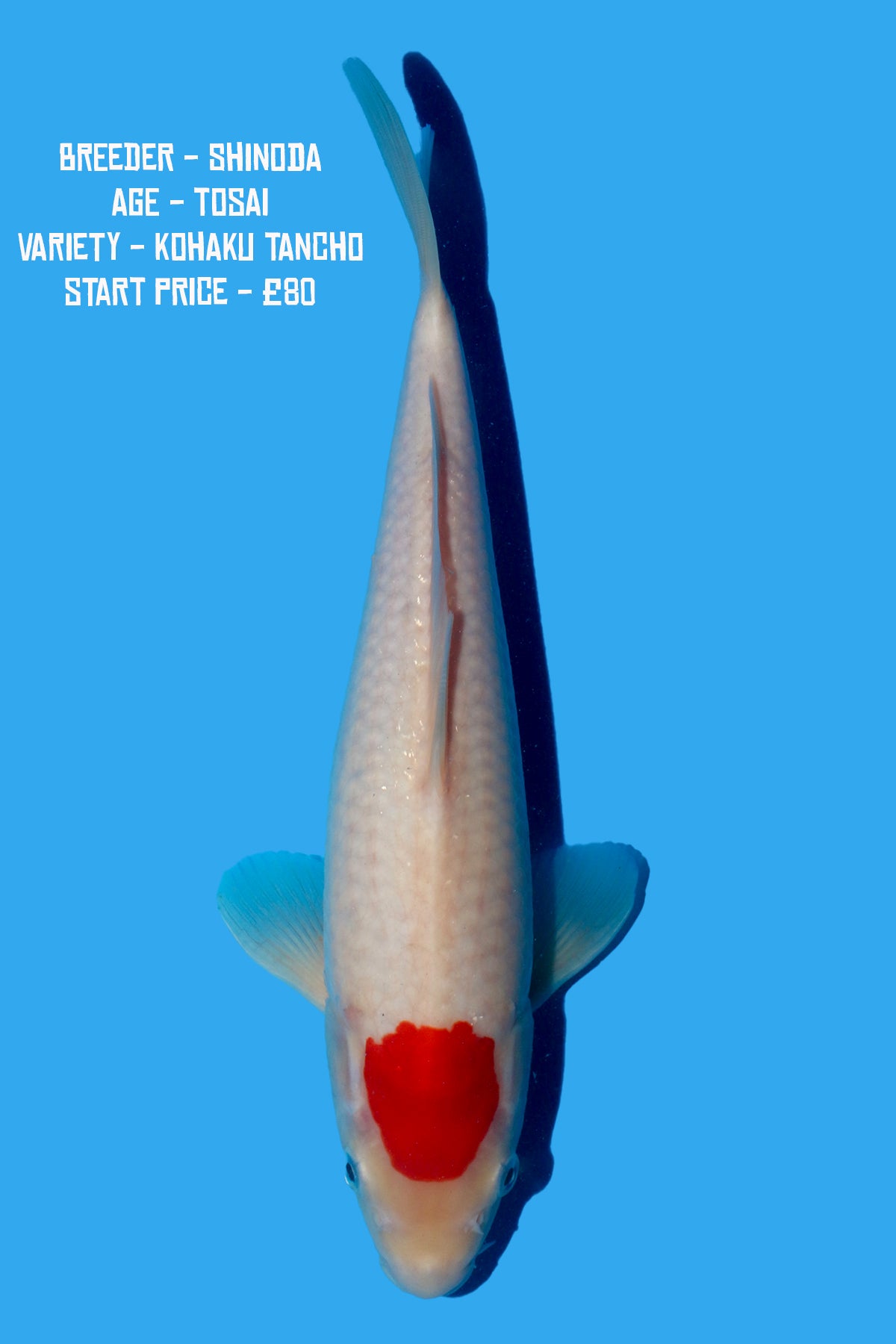 Shinoda - Kohaku Tancho - Perfect Aquatics Ltd