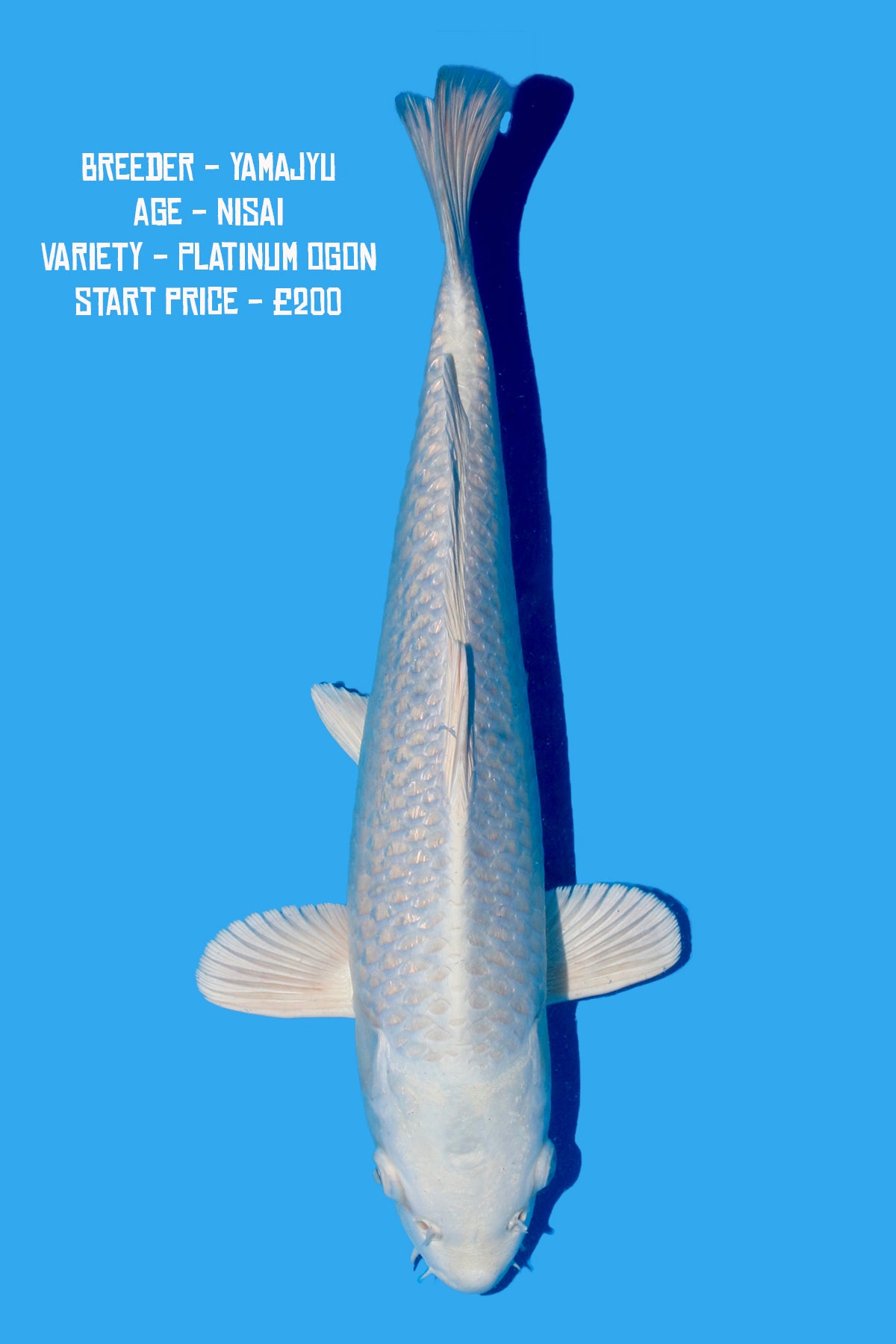 Yamajyu - Platinum Ogon - Perfect Aquatics Ltd