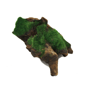 Hugo Aquascape Greenery 10 - 14Cm - Perfect Aquatics Ltd