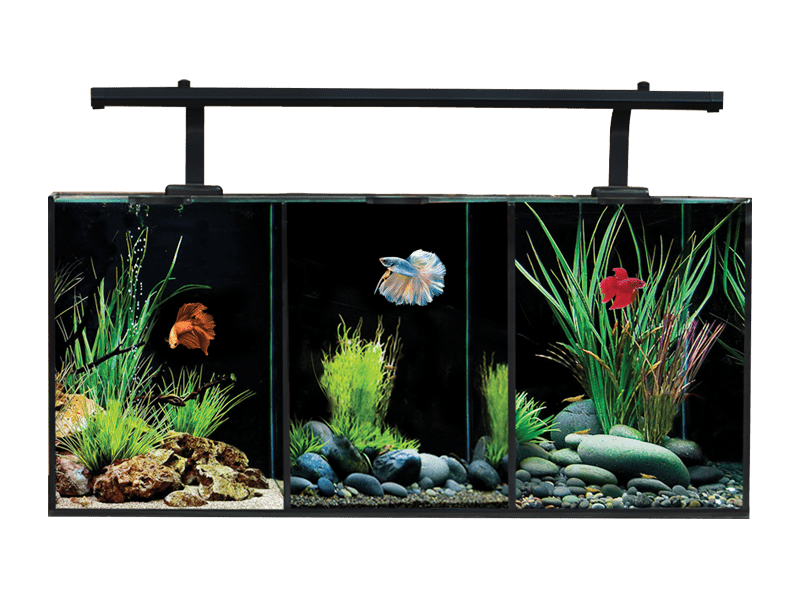 Aqua One Betta Trio Aquarium - Perfect Aquatics Ltd