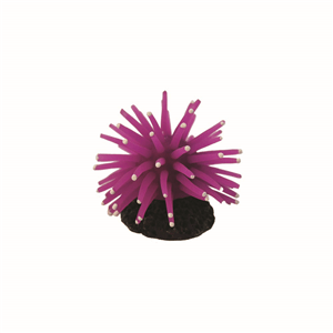 Hugo Anenome Purple 5X5x3 - Perfect Aquatics Ltd