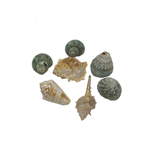 Aquascene Mixed Shells - Perfect Aquatics Ltd