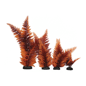 Hugo Broad Leaf Fern Red 20Cm - Perfect Aquatics Ltd