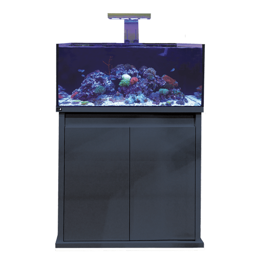 D - D Reef - Pro 900 Aquarium - Clarisea Ready Sump - Perfect Aquatics Ltd