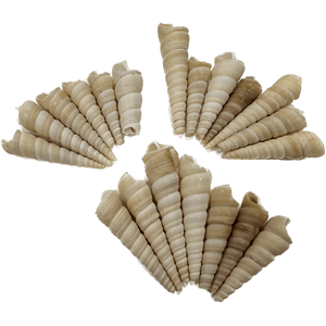 Hugo Shells Type 8 100G Approx - Perfect Aquatics Ltd