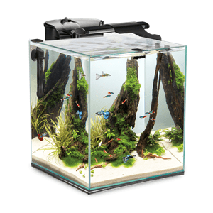 AquaEl Shrimpset Duo 49L - Perfect Aquatics Ltd