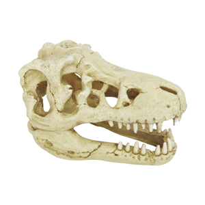 Hugo Dinosaur Skull 18X12x11 - Perfect Aquatics Ltd