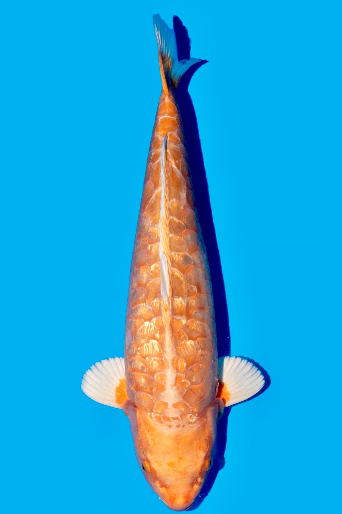 Kobiyashi - High Quality Aragoke - KOB - ARA - 2 - Perfect Aquatics Ltd