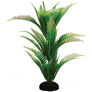 Hugo African Fern 20Cm - Perfect Aquatics Ltd